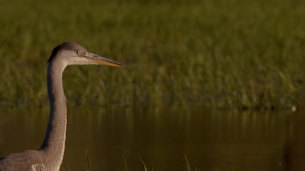 Close Grey Heron Patiently Waiting Prey Swim Hunting Flooded Meadow — Stock Video