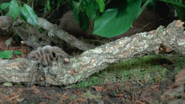 Främre Närbild Promenader Tarantula — Stockvideo