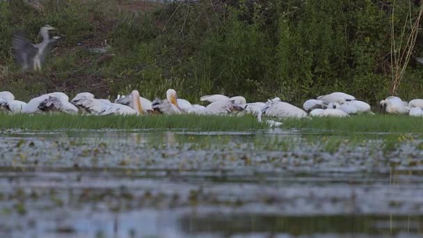 在希腊北部的Kerkini湖湿地 一群白色的鹈鹕成群结队地赶着一群鱼疯狂地觅食 灰鲱鱼 小白鹭和康乃馨都加入了其中 — 图库视频影像