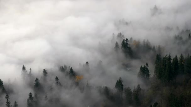 Molnhav Som Täcker Skogsträden British Columbia Antenn — Stockvideo