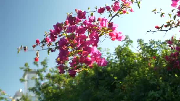 Close up on bougainvillea flower branch in strong wind. Greenery in background. Late afternoon light.