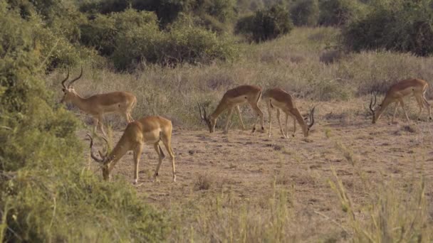 Антилопы Спокойно Питаются Травой Национальном Парке Амбосели Кении — стоковое видео