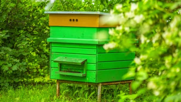 Video Abejas Melíferas Zumbando Alrededor Una Colmena Enmarcada Madera Color — Vídeos de Stock