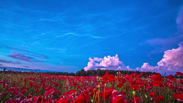 明るい晴れた日に近くの森のあるフィールドで美しい赤い花の5Kビデオ 雲が庭にタイムラプスで吹いている — ストック動画
