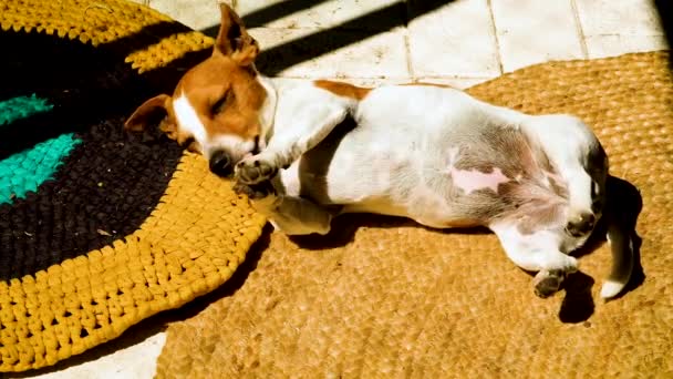 杰克罗素小狗在室内的垫子上晒太阳 — 图库视频影像