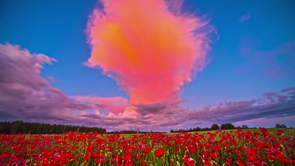 Vista Una Hermosa Flores Rojas Campo Con Bosque Cercano Nubes — Vídeos de Stock