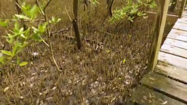 Pov Shot Walking Boardwalk Pathway Boqueron Mangrove Forest Puerto Rico — Stock Video