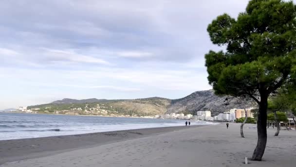 アルバニアの神津海岸から針葉樹が育ち — ストック動画