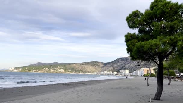 アルバニアの正神ビーチ沿いの木 — ストック動画