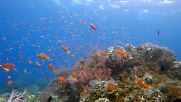 大量的金黄色热带鱼在碧蓝的海水中在珊瑚礁上方游动觅食 — 图库视频影像
