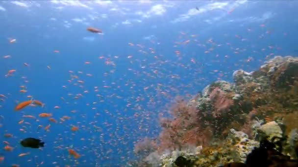 Enorme Quantidade Pequenos Peixes Tropicais Nadando Corrente Sobre Recife Coral — Vídeo de Stock