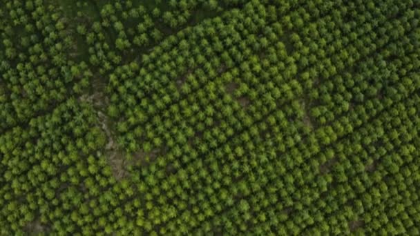Aerial Honderden Bomen Een Boomkwekerij Buurt Van Galway Ierland — Stockvideo