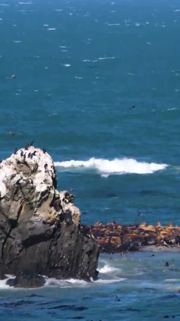 Zeeleeuwen Beklimmen Een Rotsachtig Eiland Verdringen Kust — Stockvideo