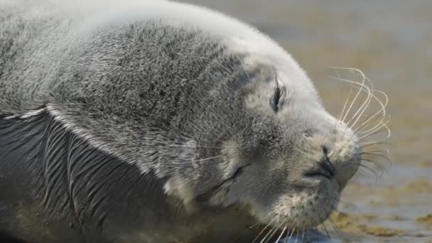 Close Head Common Seal Phocina Vitulina Sleeping Beach — Stock Video