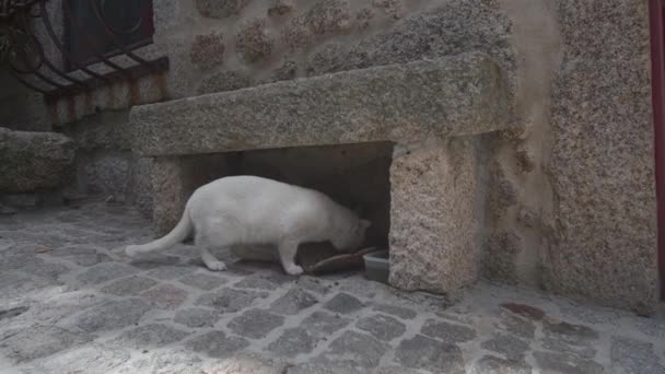 Gato Blanco Comiendo Bajo Banco Piedra Aldea Monsanto Vista Estática — Vídeos de Stock