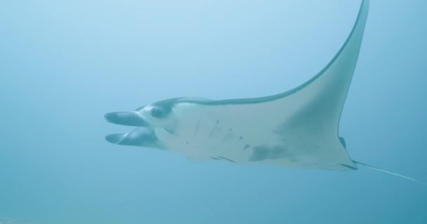 Manta Ray Swims Close — Stock Video