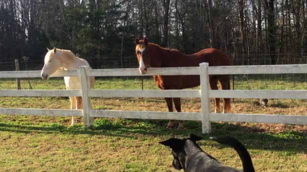 Veselé farmářské scény za slunečného rána. Bílý kůň a hnědý kůň sledovat černého psa farmy, který klusá a štěká, zatímco vrtí ocasem, zatímco kočka se tiše pohybuje směrem k bílému plotu.