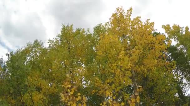 Vítr Vanoucí Přes Aspens Většinou Oblačném Podzimním Dni Coloradu — Stock video