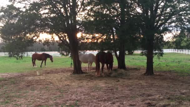 Dva koně se při západu slunce pasou ve stínu stromů. Třetí kůň kráčí přes a za zbylými dvěma v hledání nebo dobré trávě. Klidná scéna na koňské farmě, zapadající slunce.