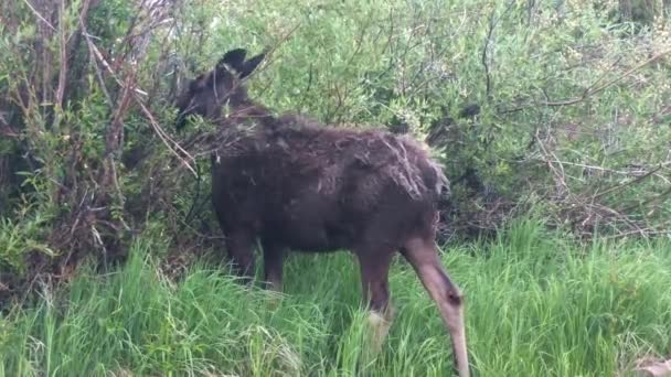 Jonge Eland Grazend Het Struikgewas Rocky Mountains Van Colorado — Stockvideo