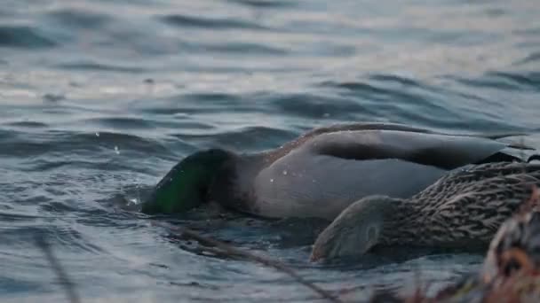 Olas Agua Con Par Patos Mallard Cazando Peces Para Comida — Vídeos de Stock