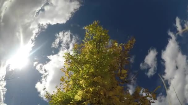 科罗拉多州一个阳光明媚的秋天 一阵轻风吹过树叶 吹散了一些蓬松的云彩 — 图库视频影像