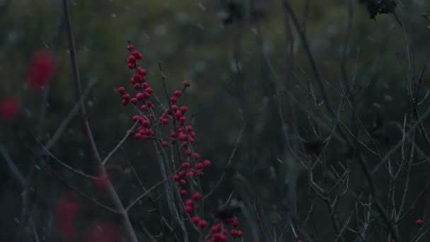 Hromady Zimních Plodů Během Sněžení Borovicovými Květy Pozadí Zaměření Regálu — Stock video