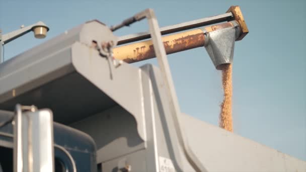 Vetekorn Häller Från Skördemaskin Mot Blå Himmel Gården Låg Vinkel — Stockvideo