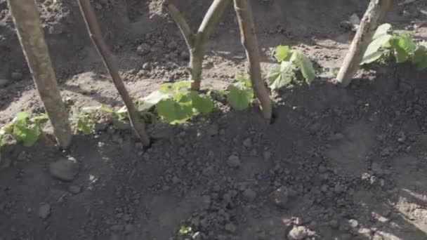 Nuevo Cultivo Casero Fresco Vicia Faba Frijoles Verdes Plantas Plántulas — Vídeos de Stock