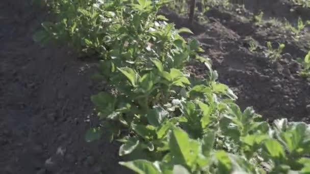 Homegrown Crop Leafy Green Potato Seedling Plants Growing Organic Soil — Stock video
