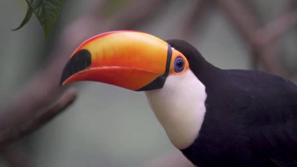 Extremt Nära Skott Gigantisk Gemensam Toco Toucan Ramphastos Toco Hemma — Stockvideo