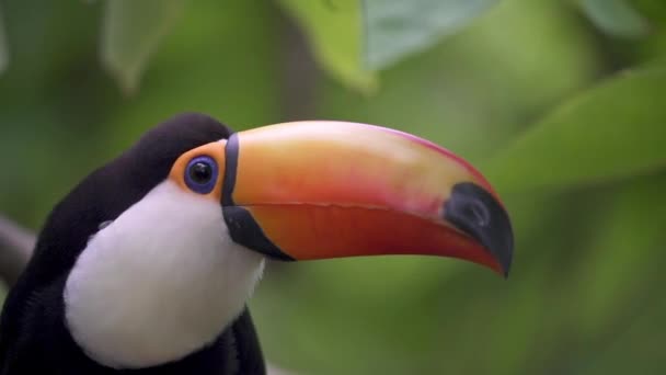 Vogelbeobachtung Tierwelt Nahaufnahme Eines Großen Und Beeindruckenden Tukanes Riesiger Orangefarbener — Stockvideo