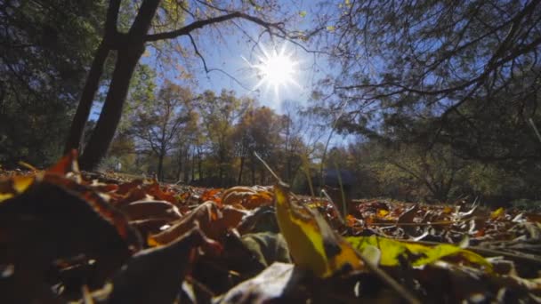 Folhas Queda Densas Floresta Campo Com Luz Solar Brilhante Durante — Vídeo de Stock