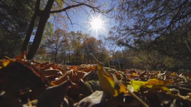 Lumière Soleil Brillante Sur Forêt Avec Des Feuilles Automne Tombantes — Video