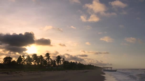 Σιλουέτα Φοινίκων Ακτή Της Καραϊβικής Κατά Διάρκεια Του Ηλιοβασιλέματος — Αρχείο Βίντεο