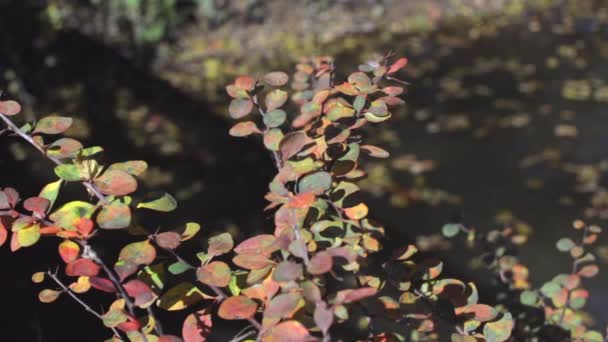 Plante Avec Des Feuilles Colorées Sur Lac Pendant Journée Ensoleillée — Video