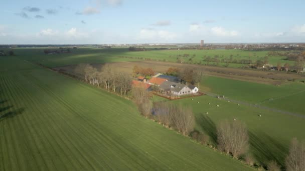 Aerial Pięknej Farmy Owcami Stojącymi Zielonych Łąkach — Wideo stockowe