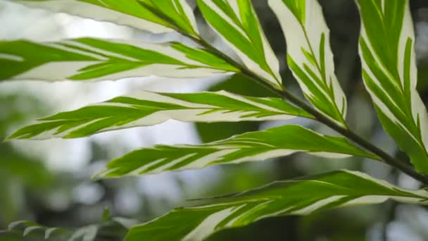 Panorámica Través Del Techo Del Invernadero Viendo Las Plantas Tropicales — Vídeo de stock