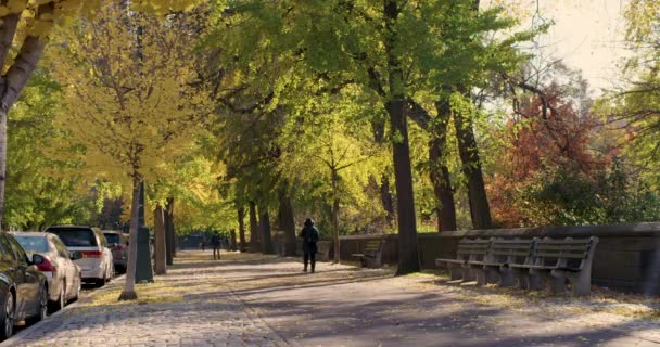 Les Gens Marchent Sous Couvert Des Feuilles Automne Long Central — Video