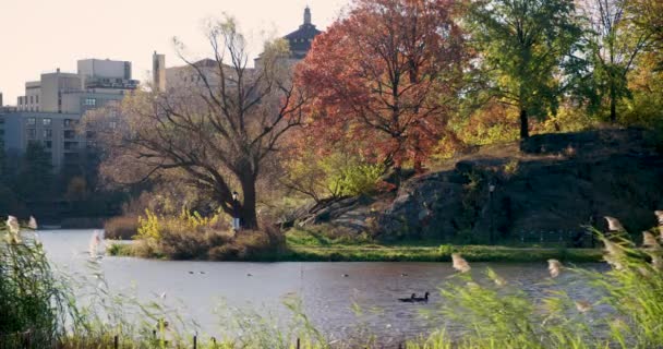 ニューヨーク市中央公園のハーレム ミーアの隣を歩く道に沿って女性がベビーカーを押す — ストック動画