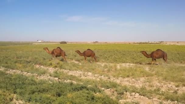 Sledování Dronu Záběru Karavany Velbloudů Turkistánu — Stock video