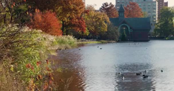 美国纽约中央公园秋天的鸭子们坐在哈莱姆 迈耶之上 — 图库视频影像
