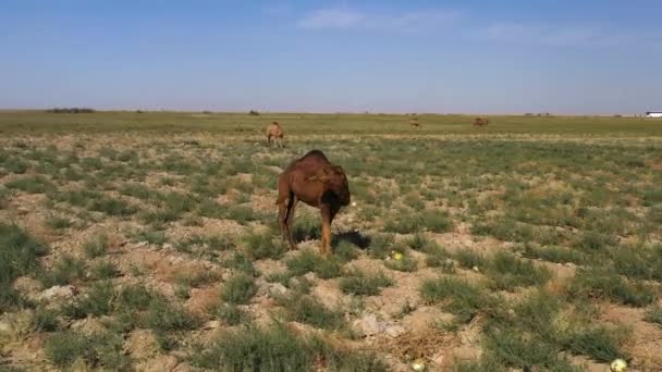 Obracające Się Nagrania Dronów Wielbłąda Pastwisku Turkistanie Innymi Wielbłądami Oddali — Wideo stockowe