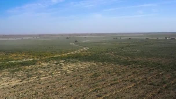 Wide Drone Shot Camels Field Grazing Turkistan High Winds Sand — Stock Video