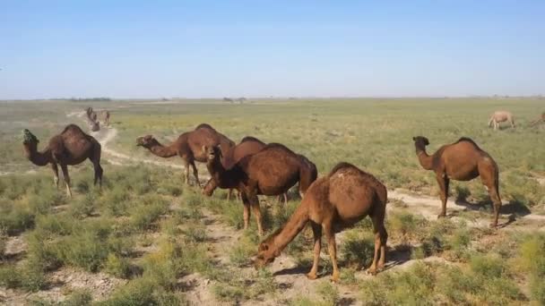 Revelación Del Disparo Dron Una Caravana Camellos Campo Pastoreo Turkistán — Vídeos de Stock