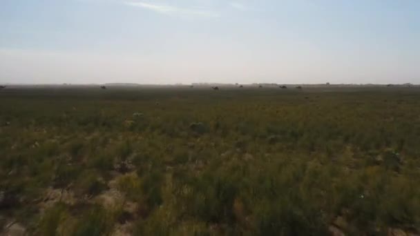 Drone Footage Camels Field Grazing Turkistan — Stock Video