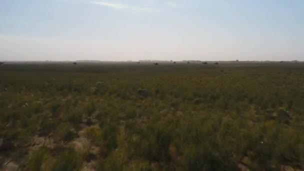 Imágenes Drones Camellos Pastando Turkistán — Vídeo de stock