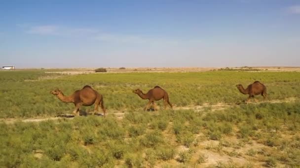 在土耳其斯坦追踪一个骆驼商队在田野中沿着一条小路行走的无人驾驶飞机镜头 — 图库视频影像