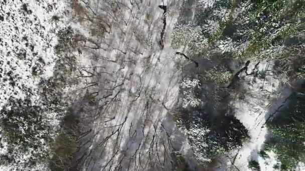 Top Drone Shot Van Bomen Een Bos Bedekt Met Sneeuw — Stockvideo