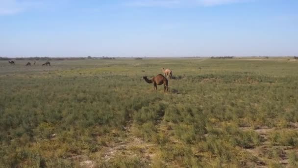 Letět Nad Drone Záběry Velbloudů Poli Pasoucích Turkistánu První Velbloud — Stock video